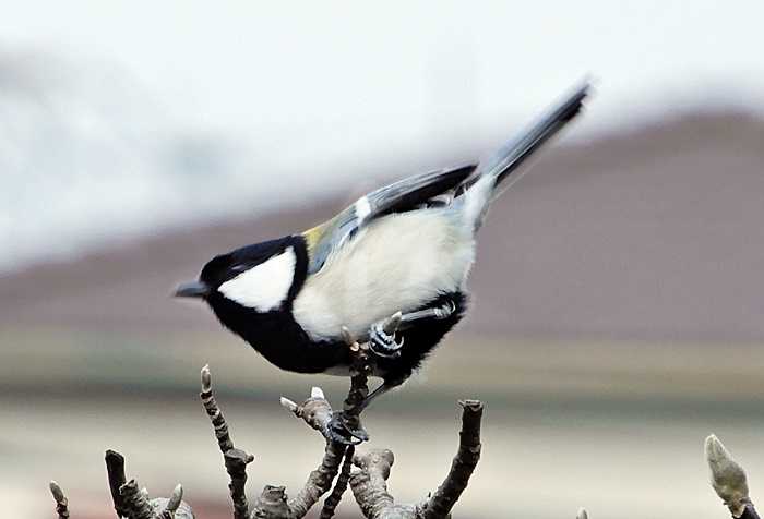 シジュウカラ16