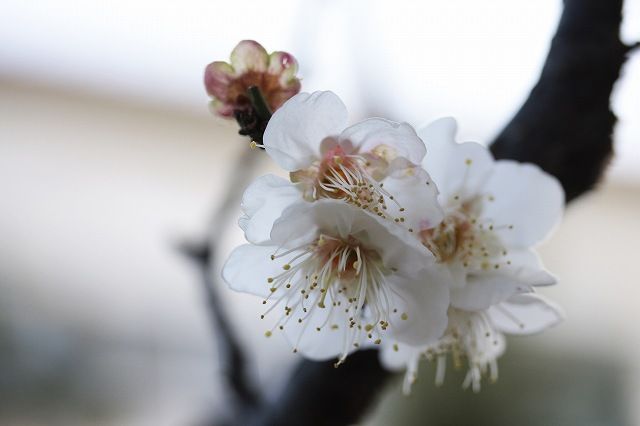 ウメ 梅 バラ科サクラ属 なんでもあり工房 のブログ 楽天ブログ