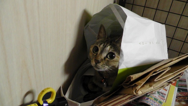 紙袋に納まる猫