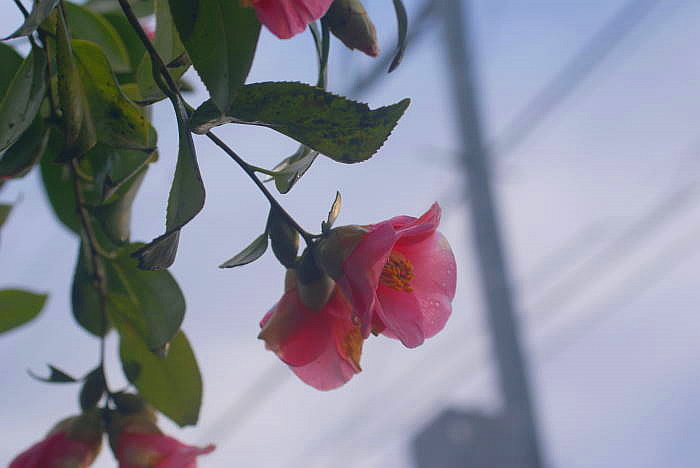 0161DSC05031.JPG