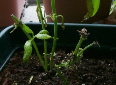 P1010175.JPG