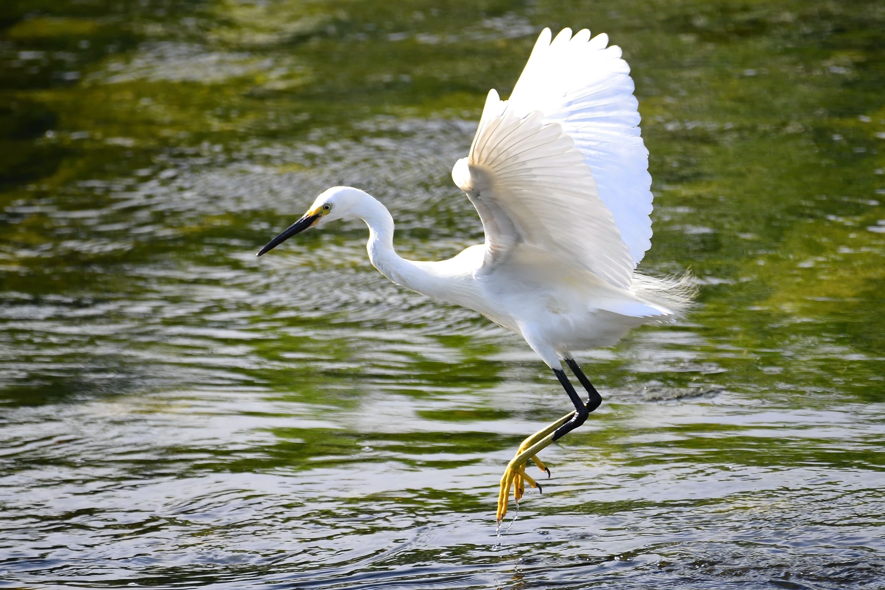 鷺を特集!「飛翔」「狩りの様子」そして「鷺の舞い!」 | 野鳥との日常生活を綴る - 楽天ブログ