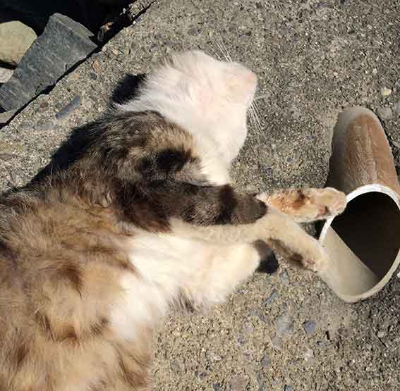 我が家のニャンコ♪2016/5/8-2