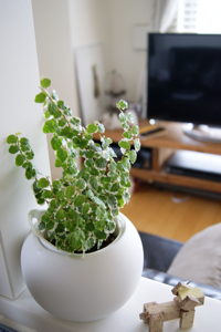 キッチン観葉植物.jpg