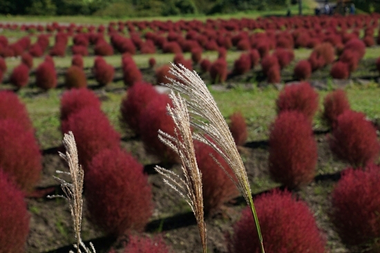 みちのく公園　コキア　Kochia