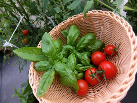 ベランダ菜園　トマト　バジル