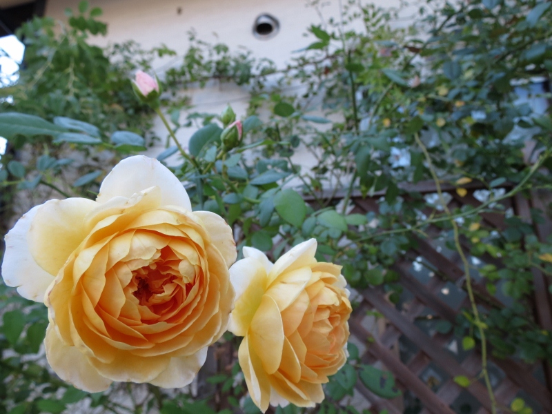 2012年9月27日 009 (800x600).jpg