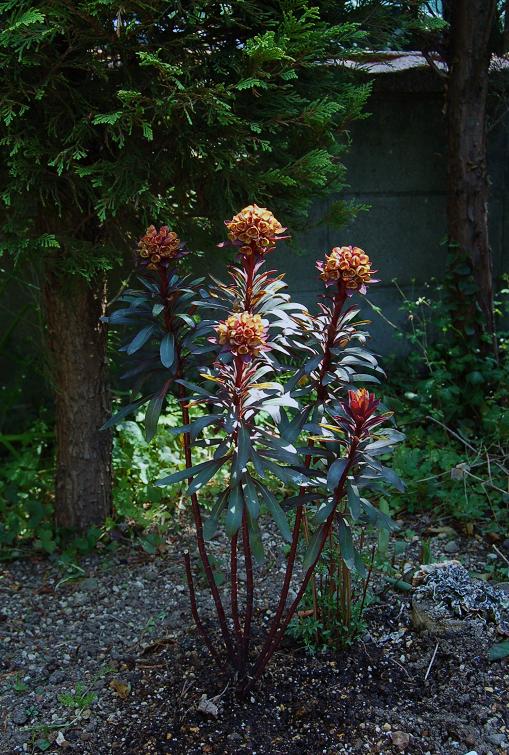 DSC_0237.JPG