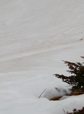 P4291083 (295x400).jpg