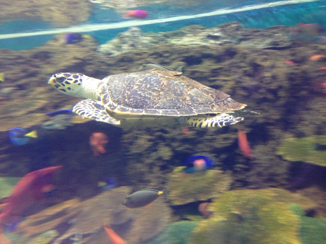 rblog-20130725122653-02.jpg