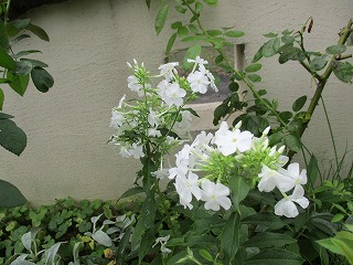 IMG_9954ss.jpg