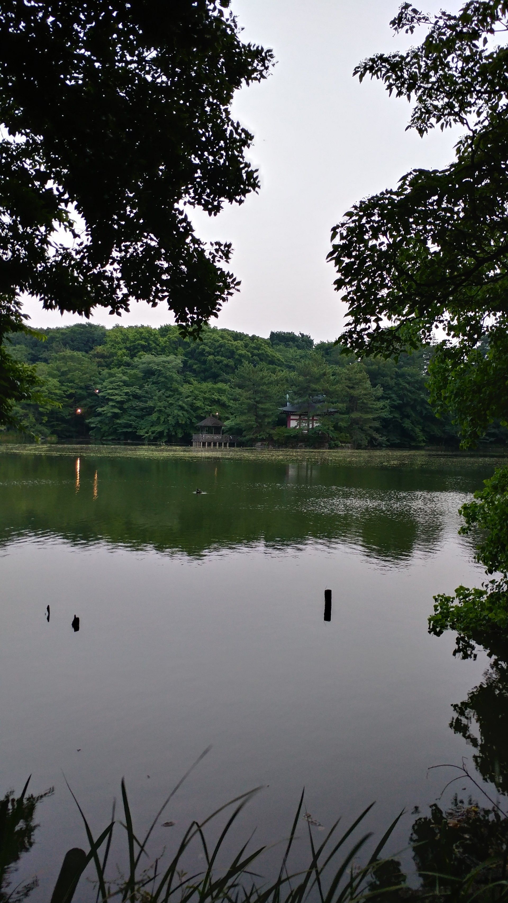 石神井公園へ グッサンのブログ ｗａｌｋ ｔｈｉｓ ｌｉｆｅ 楽天ブログ