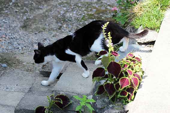 我が家のニャンコ♪2015/8/24-3