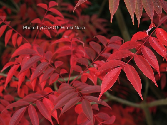 光景　sight0400　紅葉　colored leaves