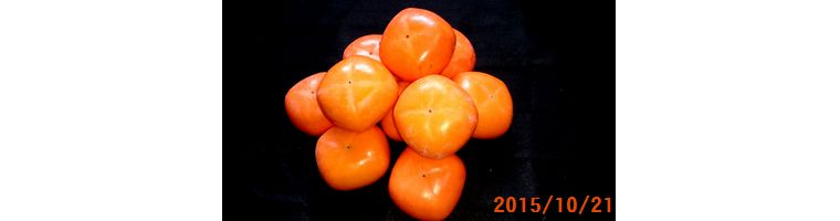 １０／２１柿10個で500円.jpg