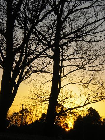 ２／１１　朝日と木のシルエット２.JPG