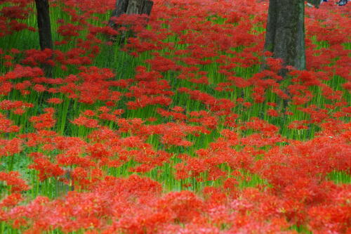 巾着田の彼岸花