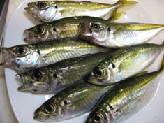 10月28日アジたち