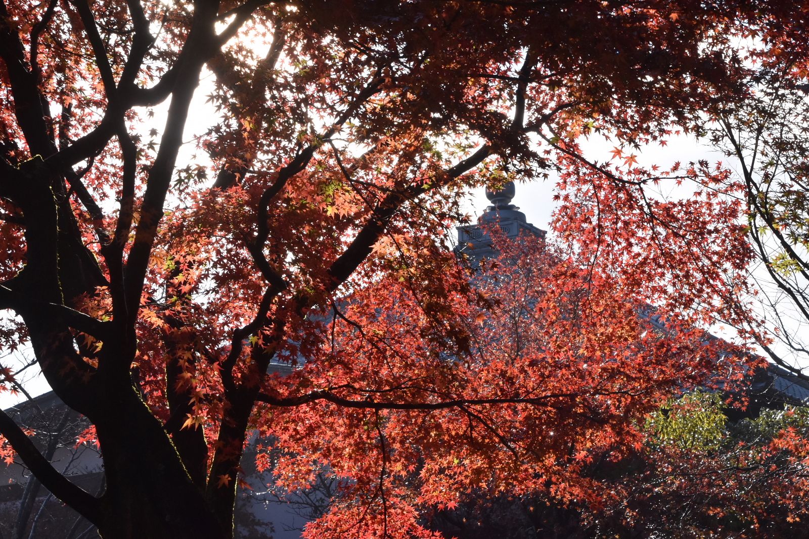 紅葉 将軍塚青龍殿 京の遊民通信 楽天ブログ