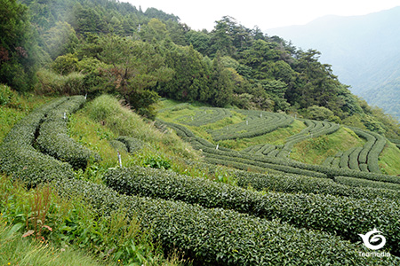 福寿山農場・天池の茶園