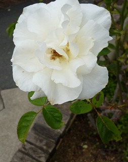 P1060288-ass.jpg