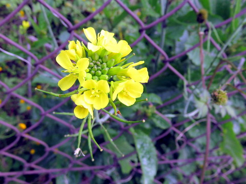 野生のカラシナの花