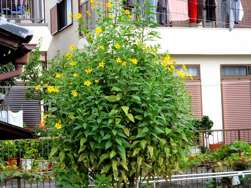 １０月８日 今日の一花 その２ キクイモ 菊芋 Gazengamaのブログ 散歩中に出合った花と趣味の陶芸作品 楽天ブログ