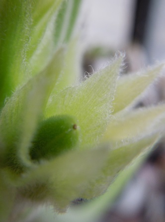 エブレネウム種5-3ｰ2