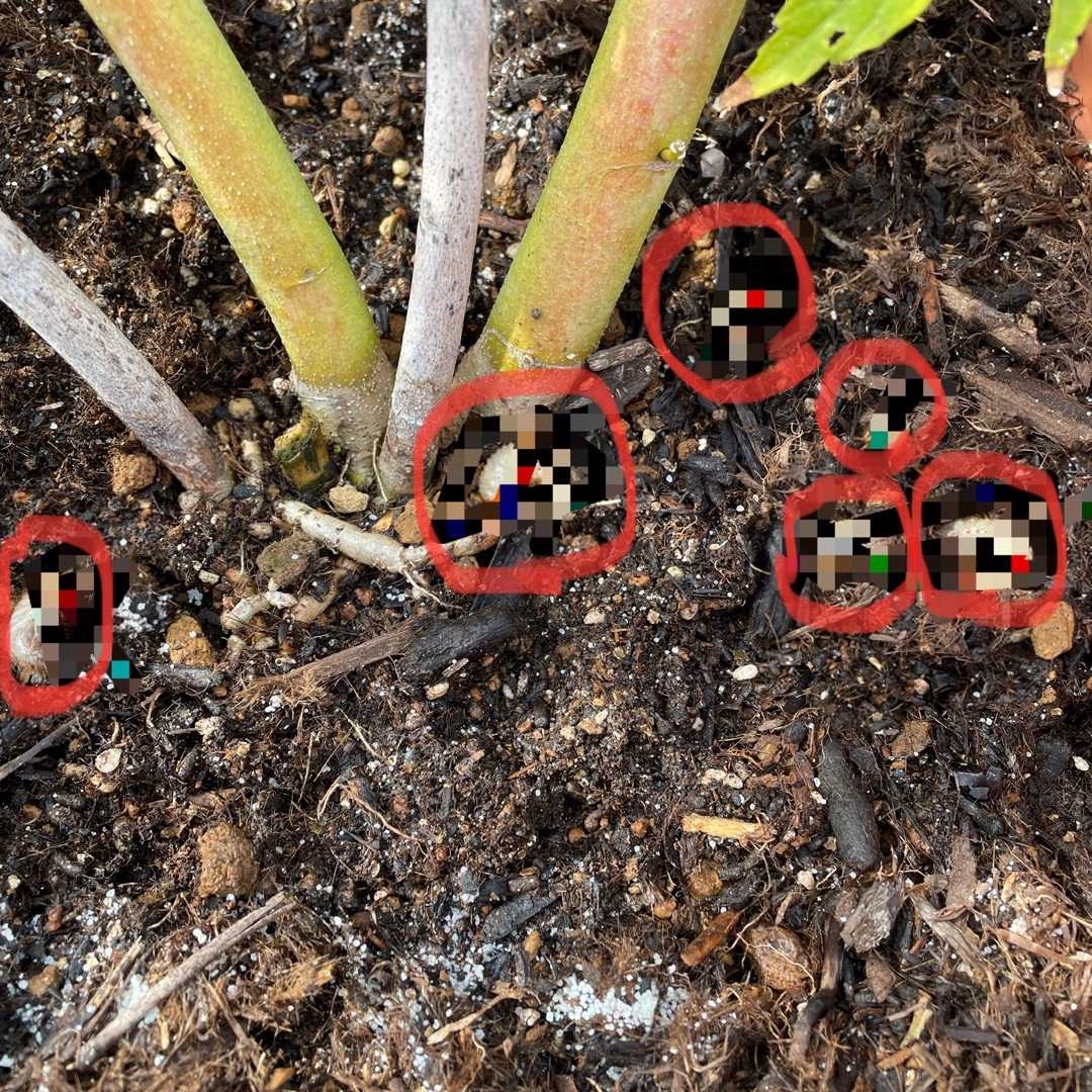 ブルーグラビティ コガネムシ幼虫を撃退 ばらと猫とフラメンコ 楽天ブログ