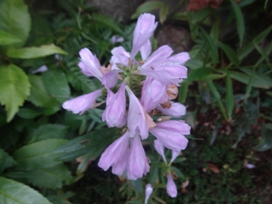 DSC02175.jpg