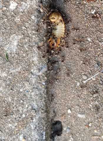 アリ君の観察日記 ２０２１の２ ありがたきかな定年 楽天ブログ