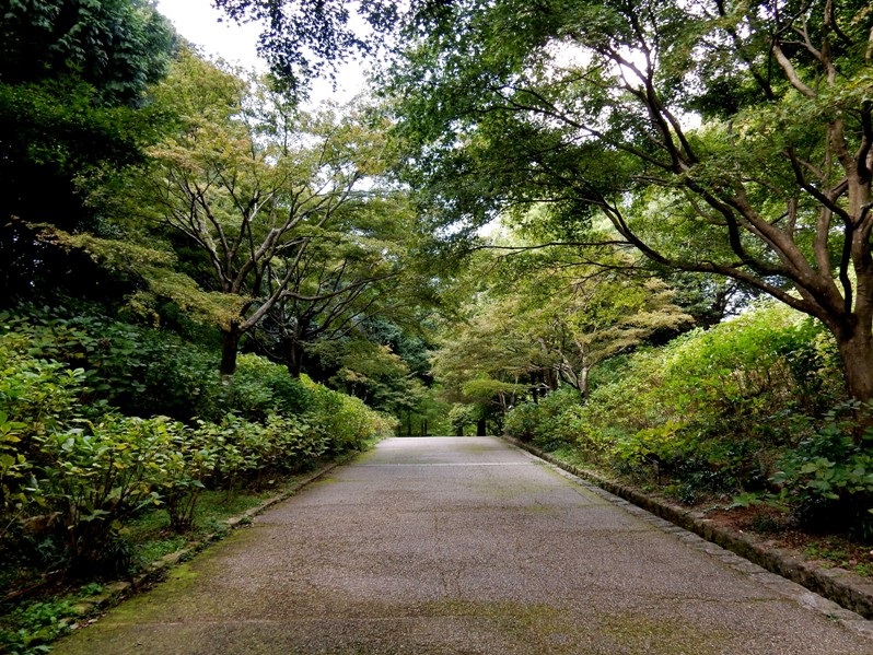 あじさい坂5.JPG