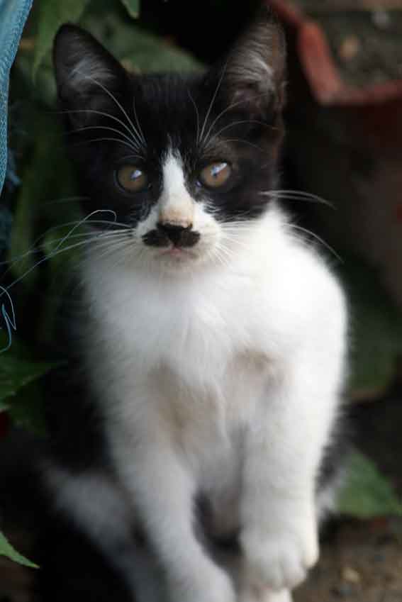 我が家のニャンコ♪2013/1/31-3