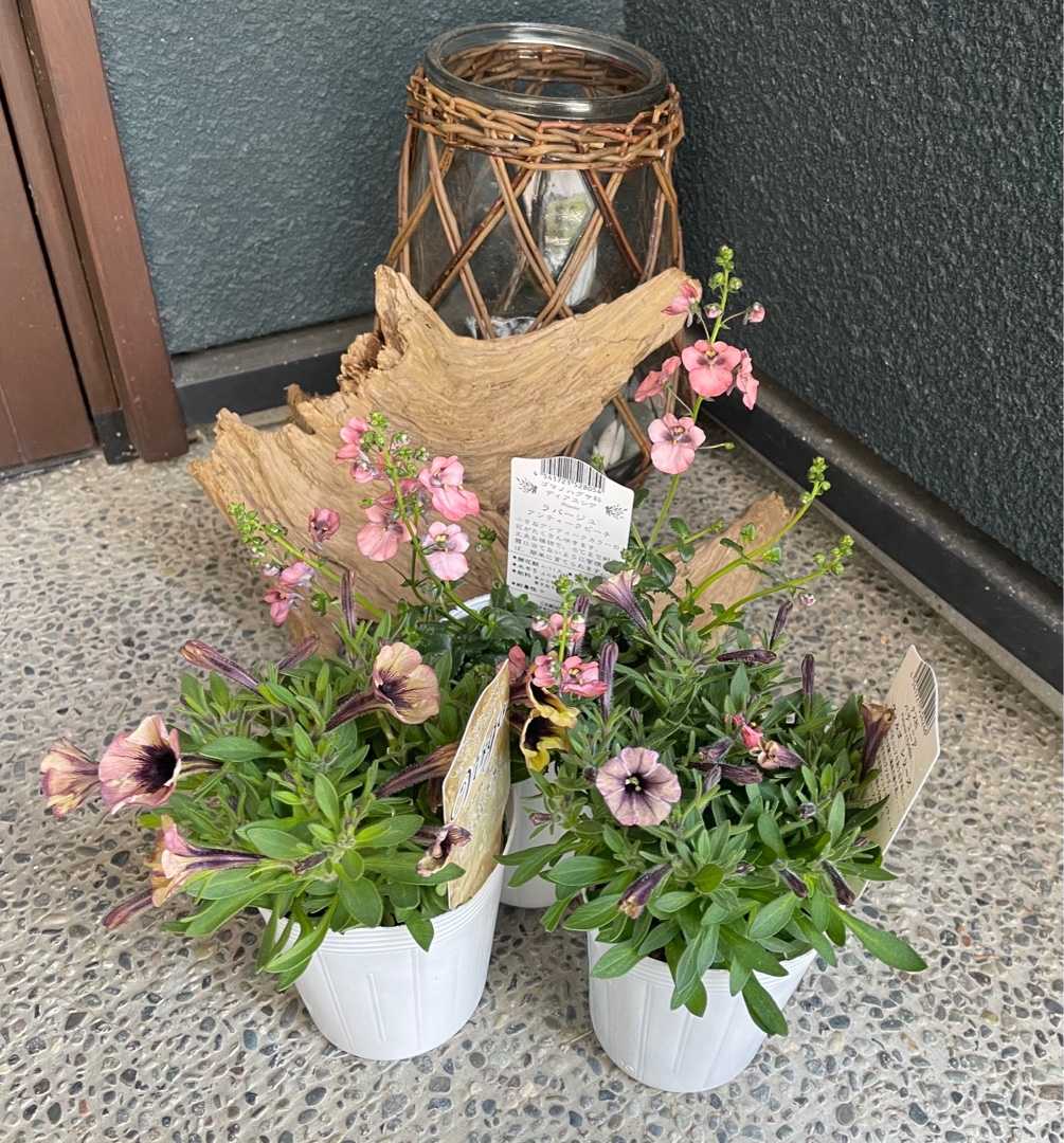 松原園芸さんのペチュニア ヴァルゴ 家と庭と 楽天ブログ