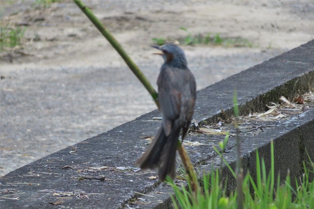 鳥 ヒヨドリの雛が溝に居た カワセミ幼鳥 カルガモ 大分金太郎の花鳥蝶月 楽天ブログ