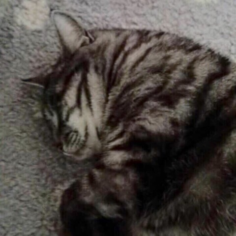 image.jpg