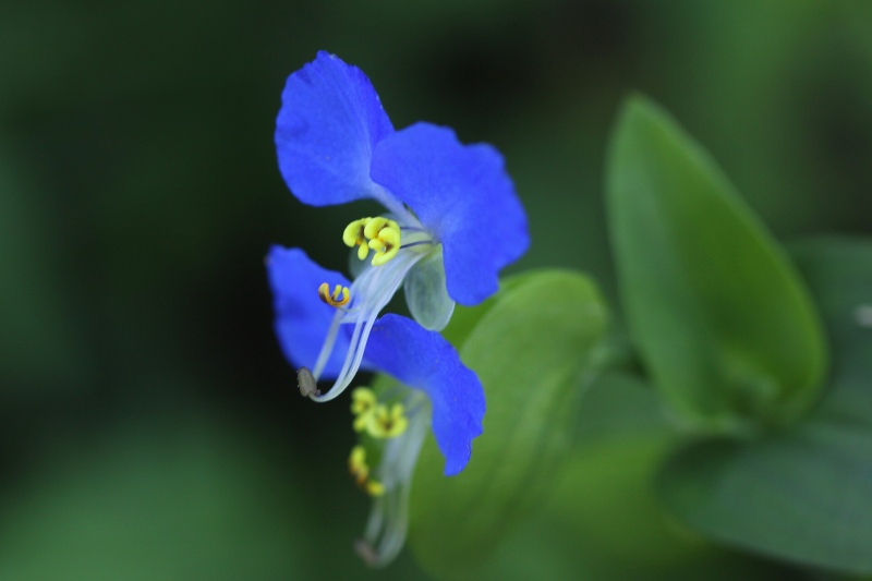 明日香の秋の花_12・紫露草.jpg