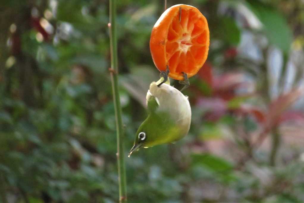 庭の野鳥;蜜柑メジロ、仲良しメシロ、万両ヒヨドリ、土浴びスズメ。 | 大分金太郎の花鳥蝶月 - 楽天ブログ