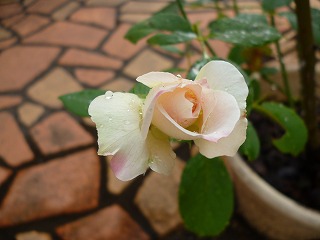 P1070884ss.jpg