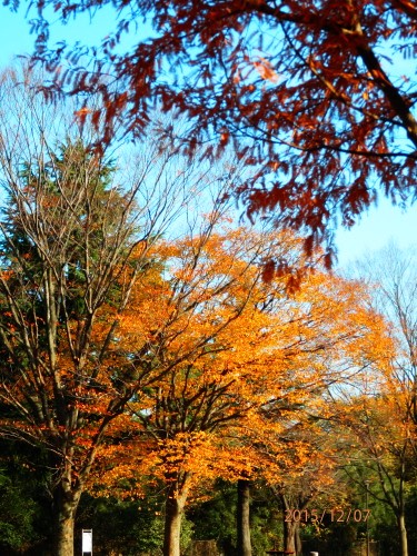 PC070768b20151207.jpg