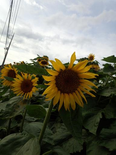 IMG_20130824_151819417.jpg