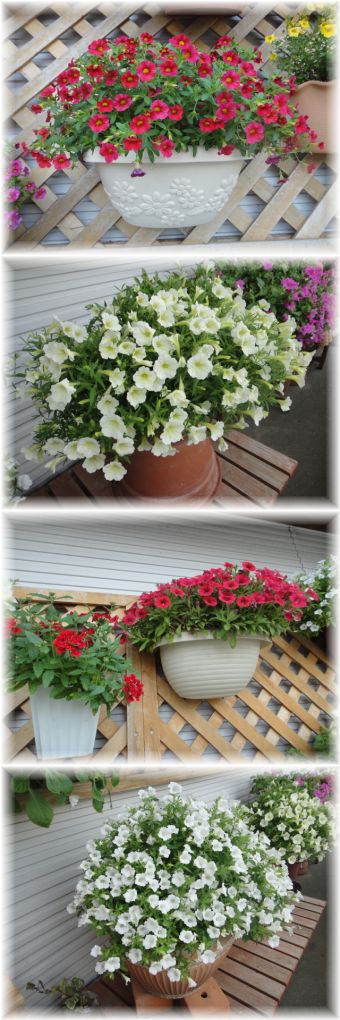 雨に打たれたのに元気に咲いているお花です。