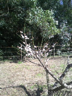 運動公園の梅
