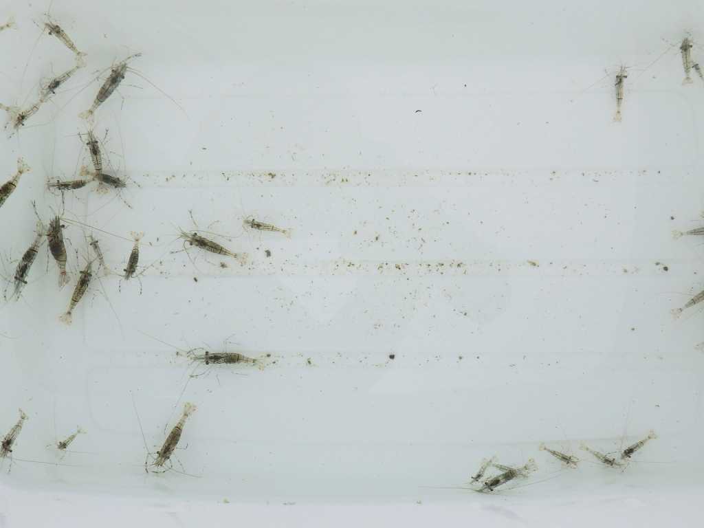 Neoxanthops 串本磯採集2019年8月下旬:甲殻類採集、ウスハオウギガニ(Neoxanthops lineatus)など | 海水魚が好き! - 楽天ブログ