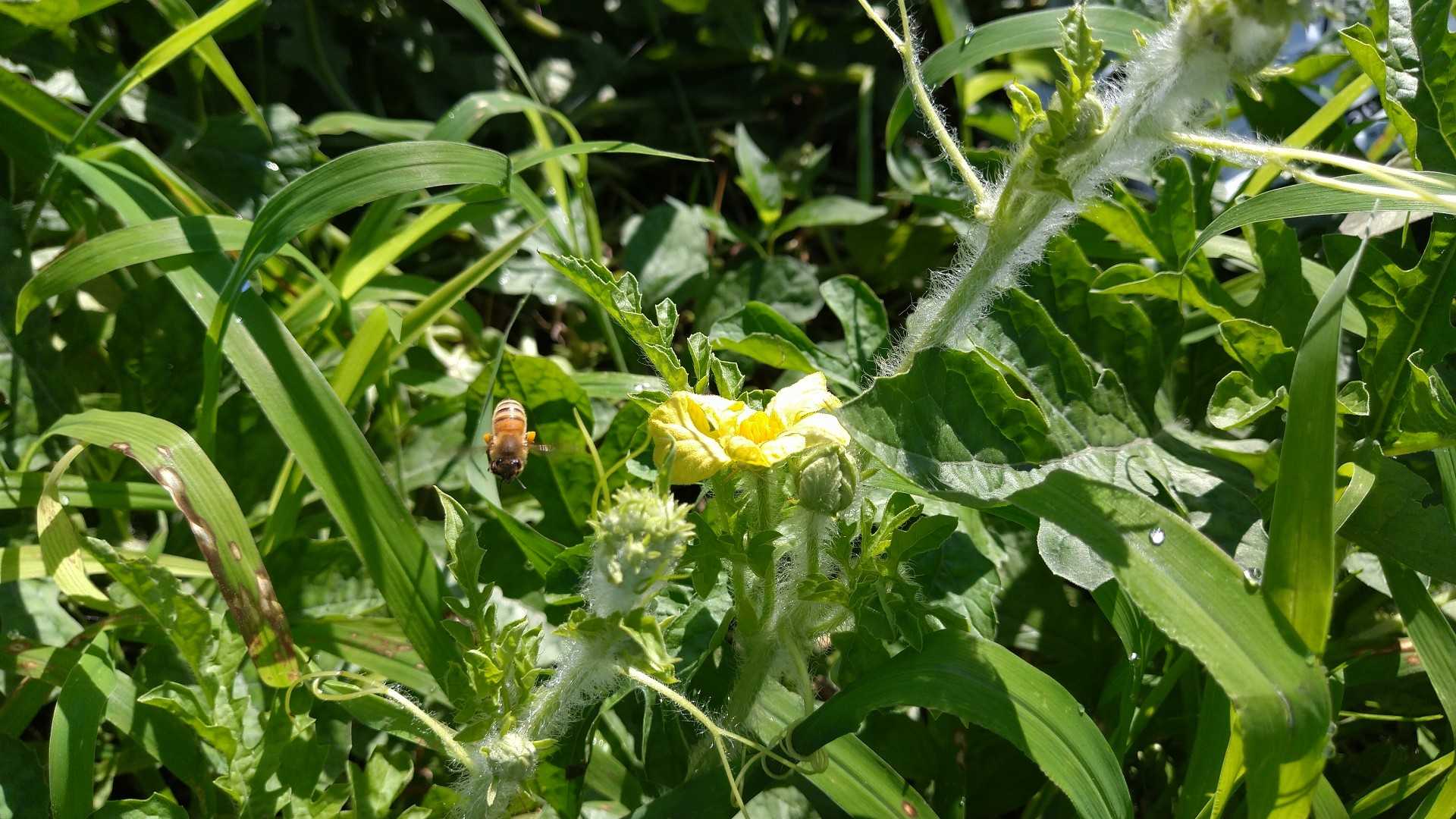小玉スイカ カラス対策 肥料袋を被せる エコの実 ほったらかし野菜作りと知恵袋 楽天ブログ
