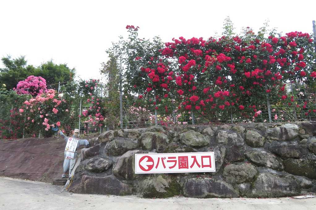 498