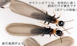 羽アリ