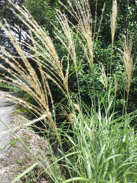 KIMG0037 (640x480).jpg