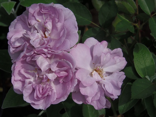 5.24レイニーブルーa - コピー.JPG