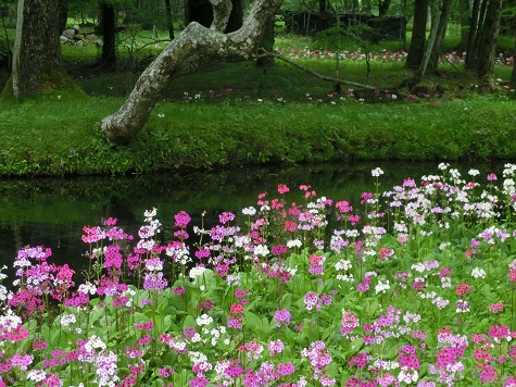千手ケ浜クリンソウ